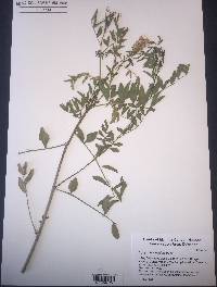 Glycyrrhiza lepidota image