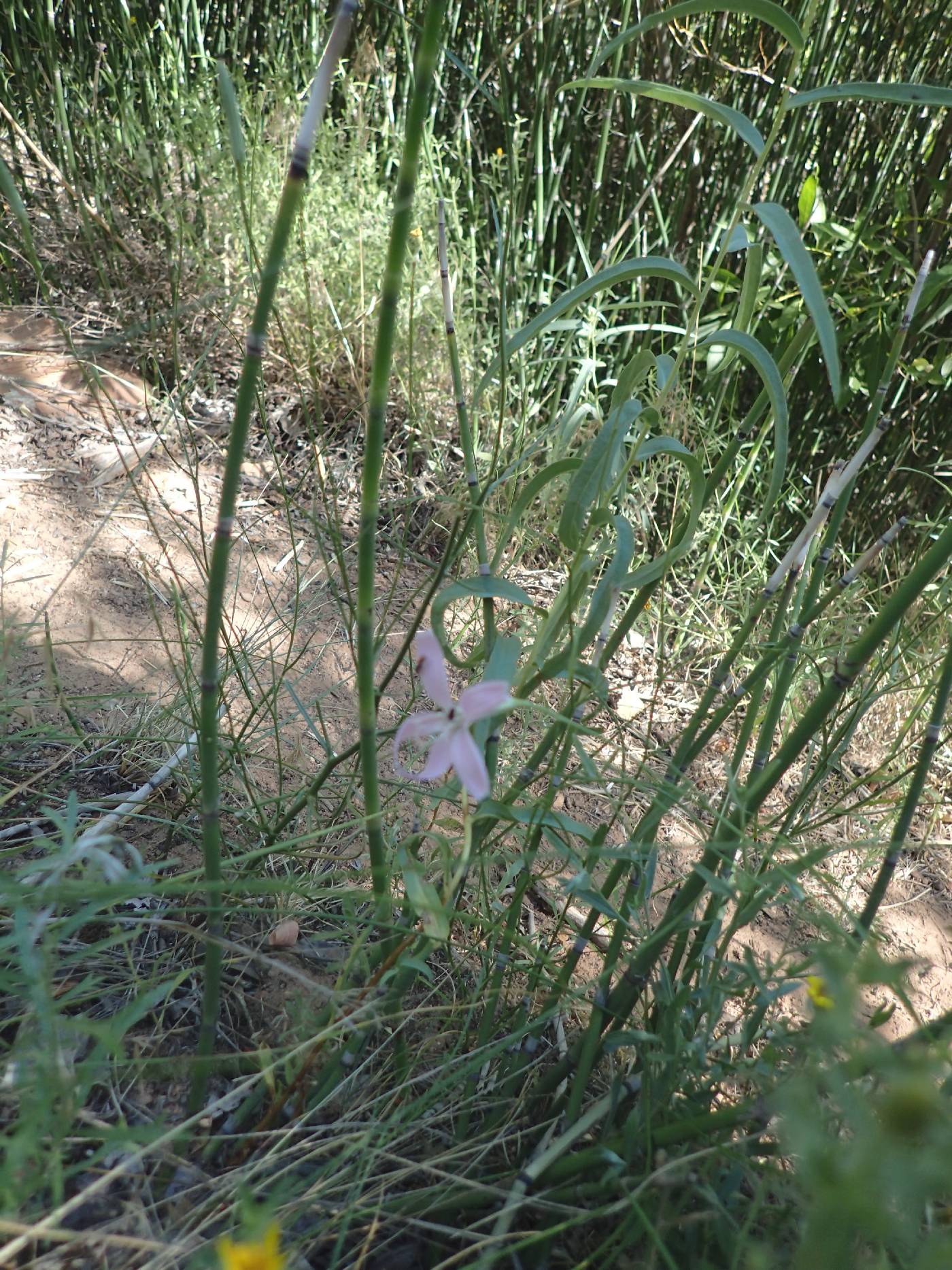 Lygodesmia grandiflora var. doloresensis image