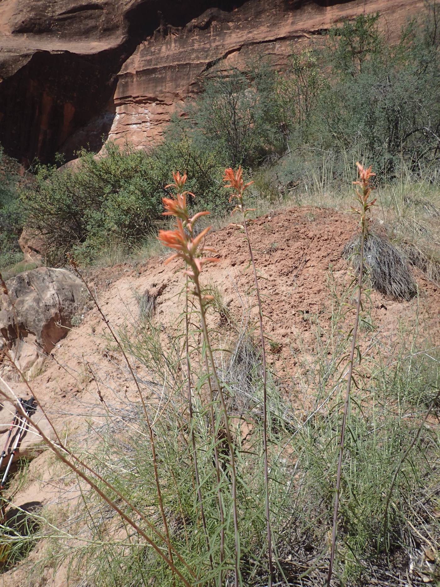 Castilleja miniata var. dixonii image