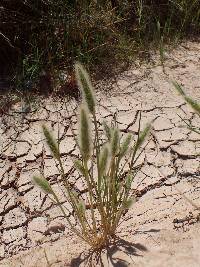 Polypogon monspeliensis image