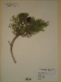 Juniperus osteosperma image