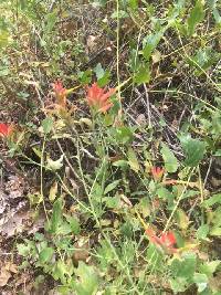 Castilleja linariifolia image