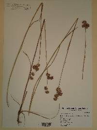 Juncus longistylis image