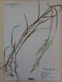 Agrostis exarata image