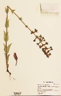 Penstemon harringtonii image