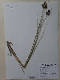 Juncus longistylis image
