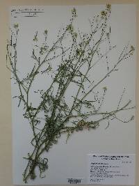 Sisymbrium altissimum image