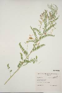 Sphaerophysa salsula image