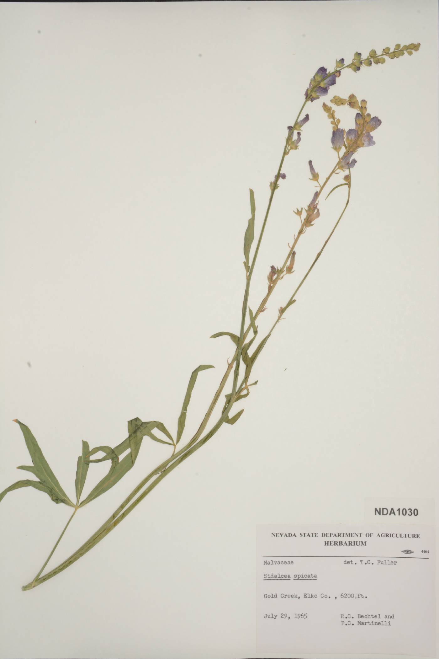 Sidalcea spicata image