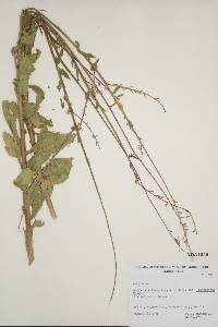 Oenothera curtiflora image