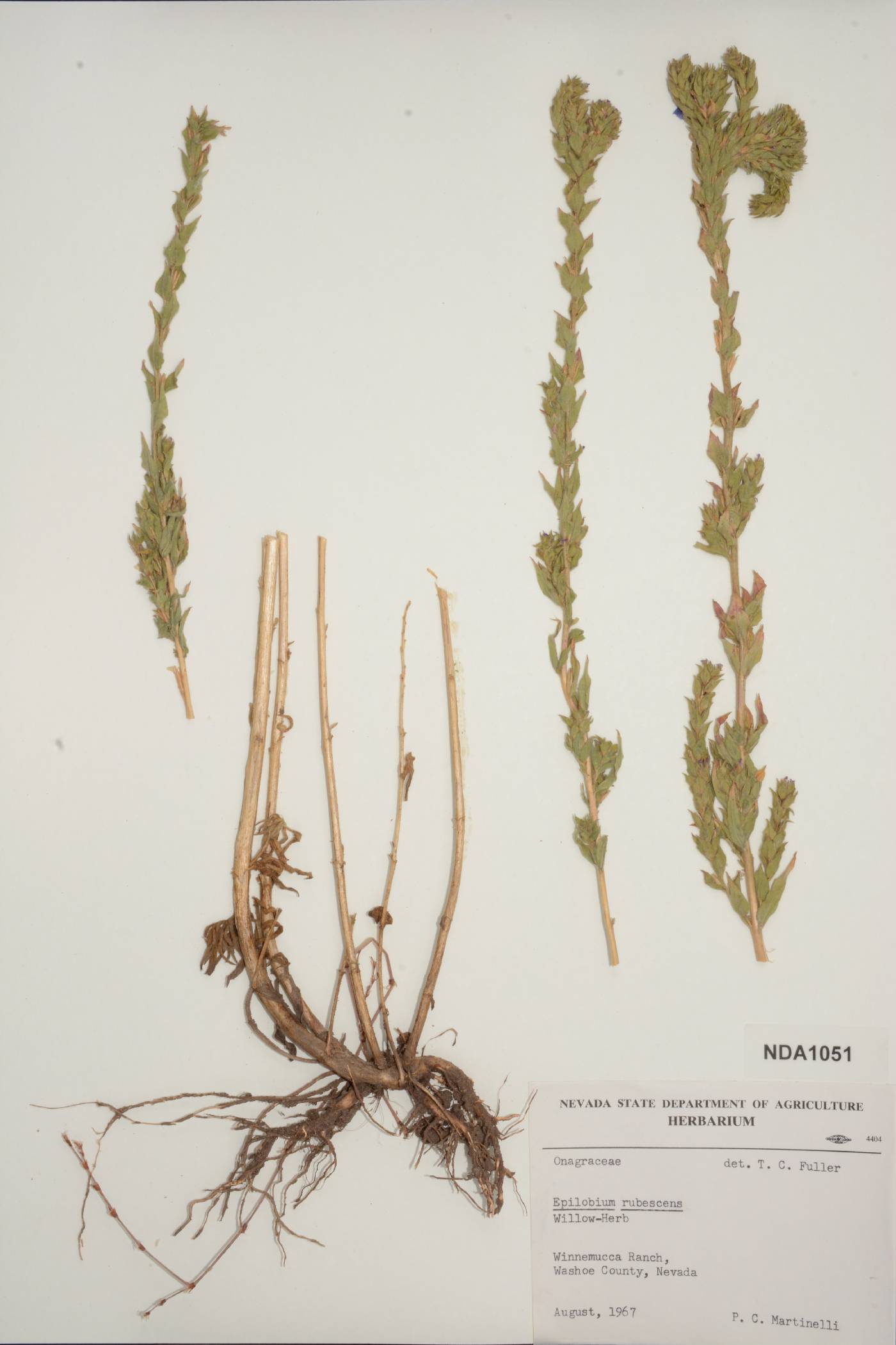 Epilobium rubescens image