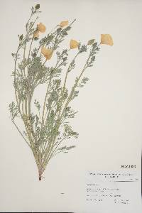 Eschscholzia californica image