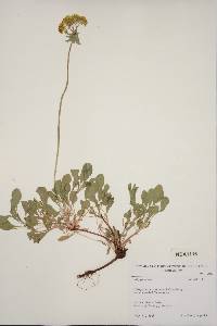 Eriogonum sphaerocephalum image