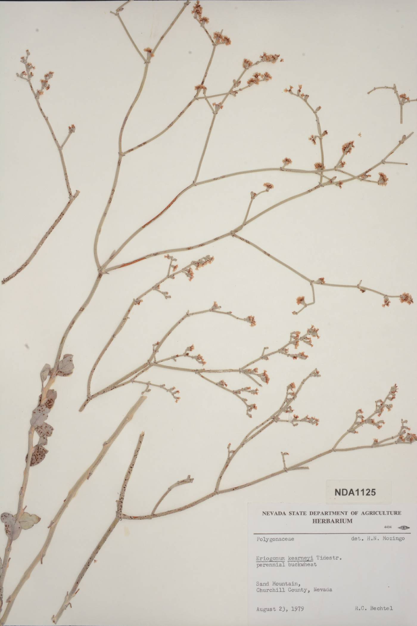 Eriogonum nummulare image