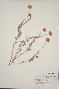 Eriogonum fasciculatum image