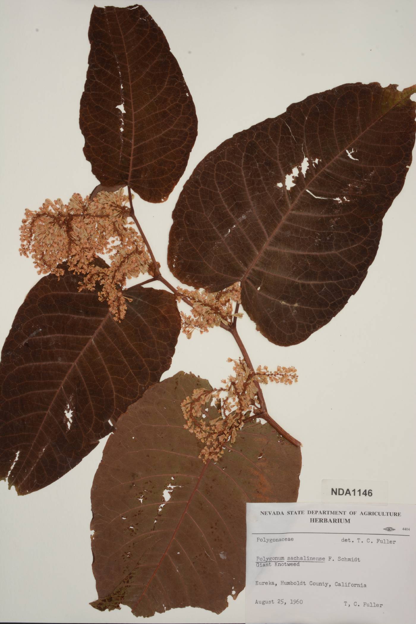 Polygonum sachalinense image