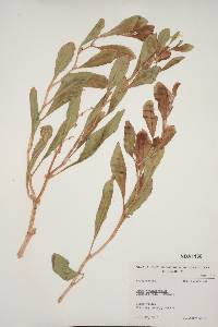 Rumex hymenosepalus image