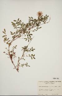 Image of Acaena anserinifolia