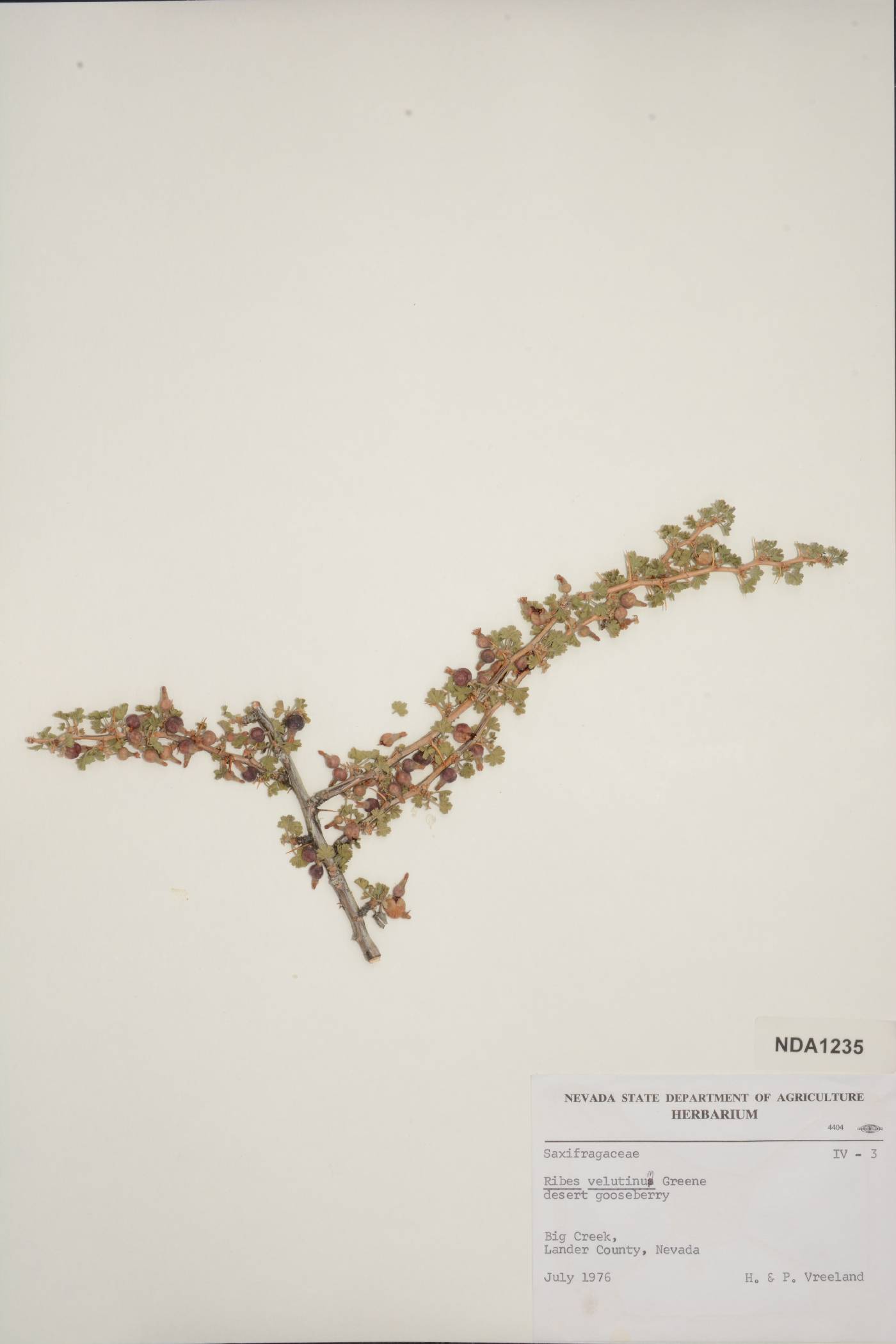 Ribes velutinum image