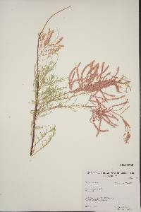 Tamarix chinensis image