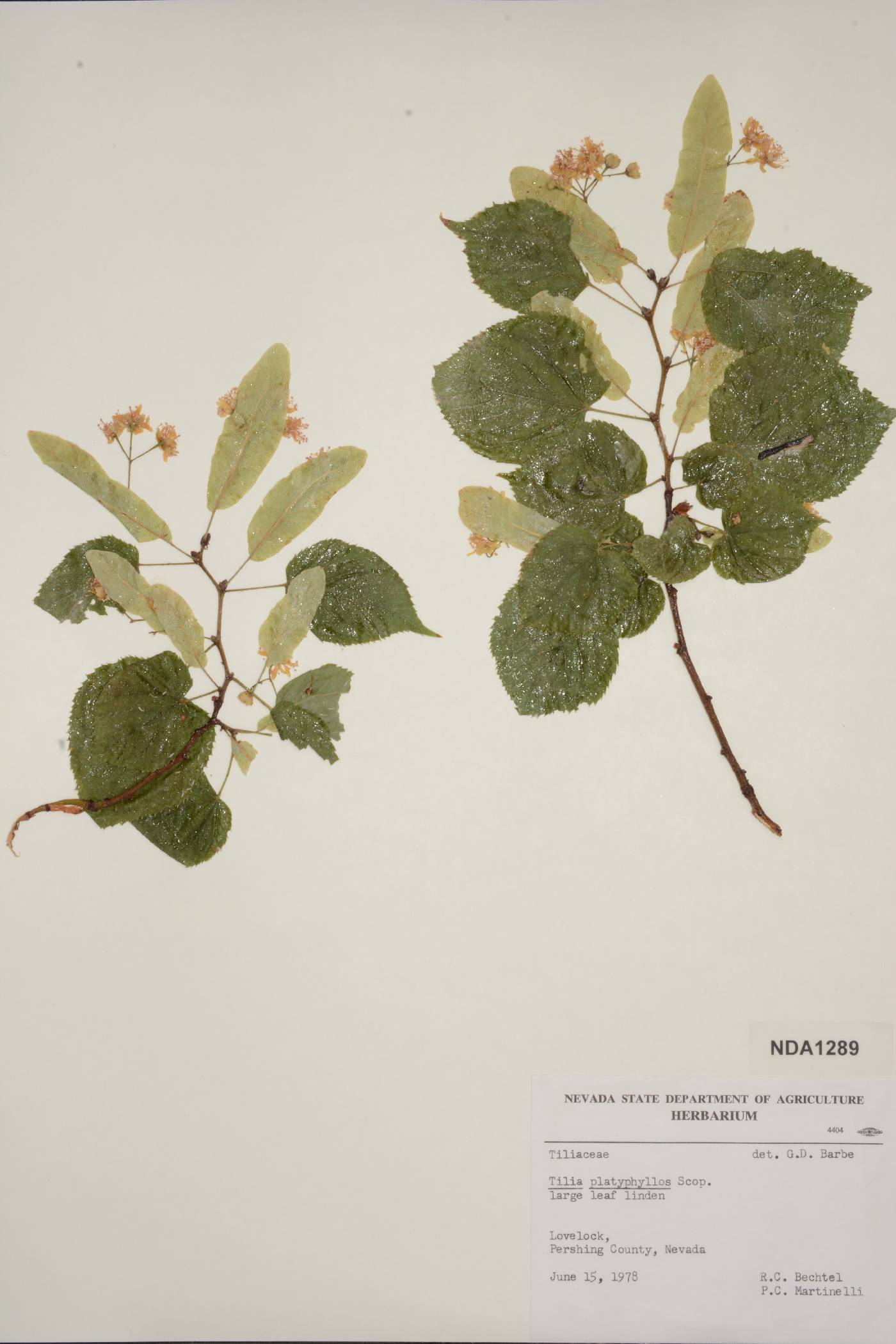 Tilia platyphyllos image