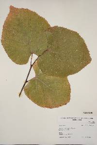 Image of Tilia x vulgaris