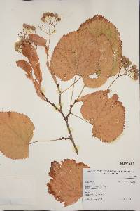 Tilia x vulgaris image