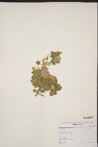 Acer glabrum image