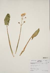 Sagittaria cuneata image