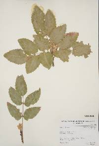 Mahonia repens image