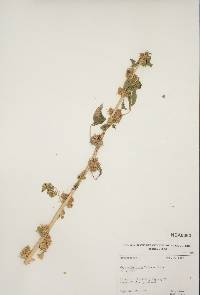 Oxystylis lutea image