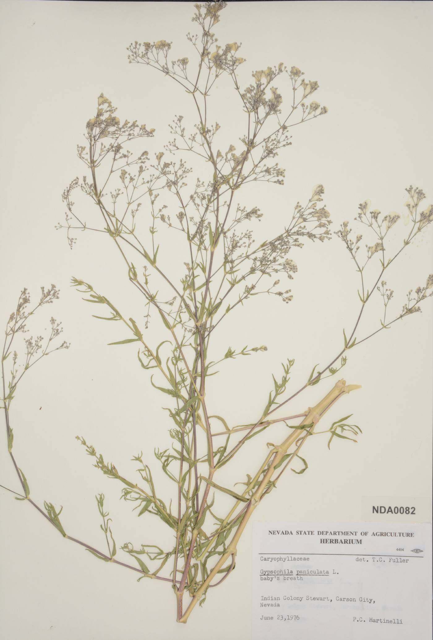 Gypsophila paniculata image