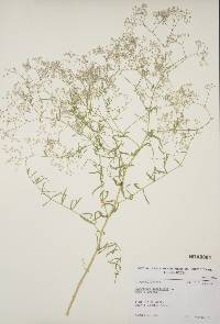 Gypsophila paniculata image