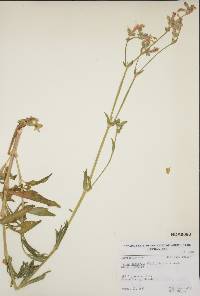 Silene latifolia image