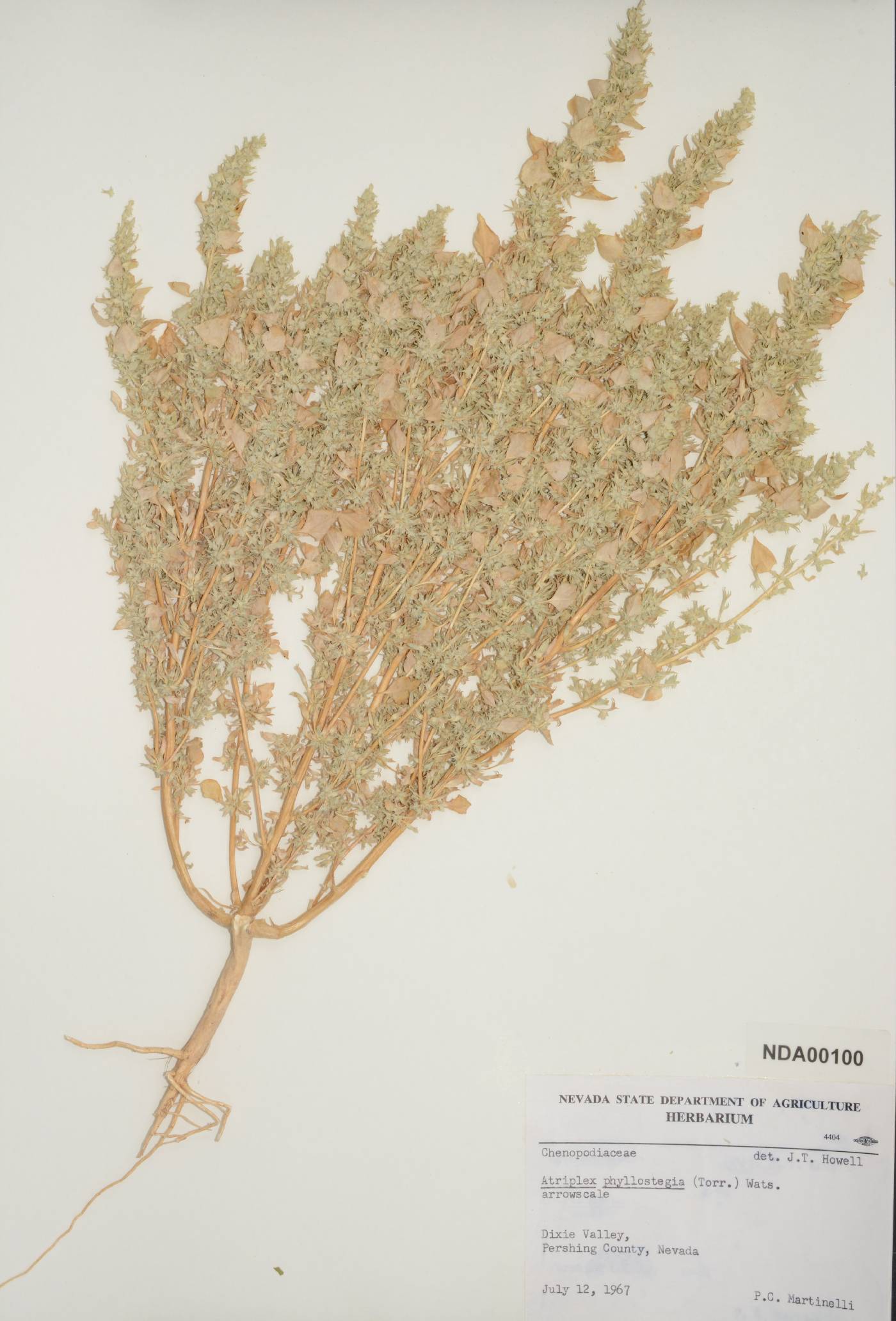 Atriplex phyllostegia image