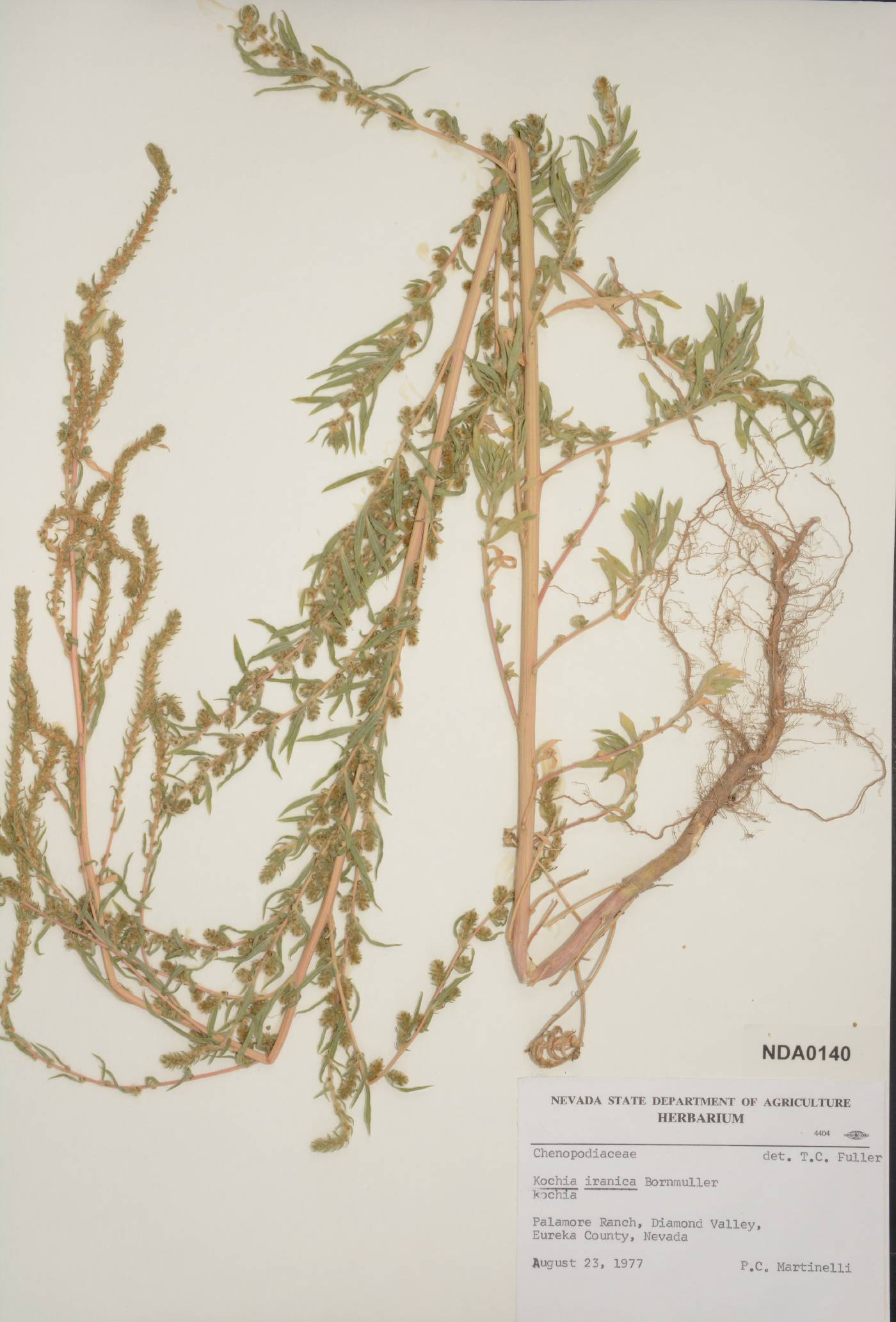 Kochia iranica image