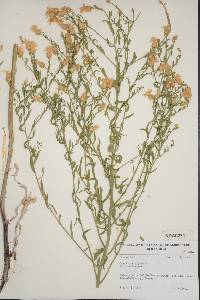 Acroptilon repens image