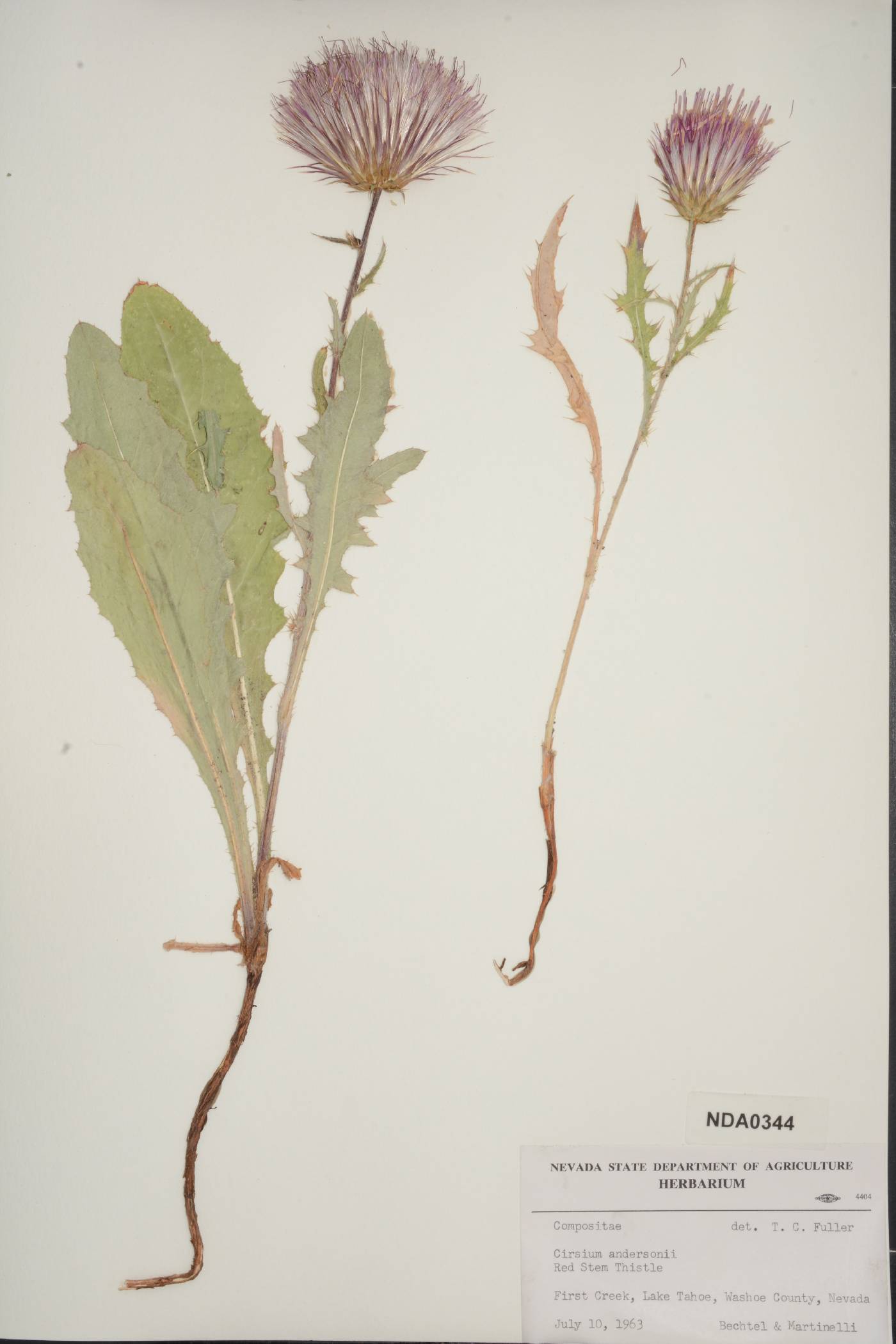 Cirsium andersonii image