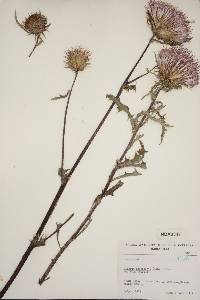 Cirsium andersonii image