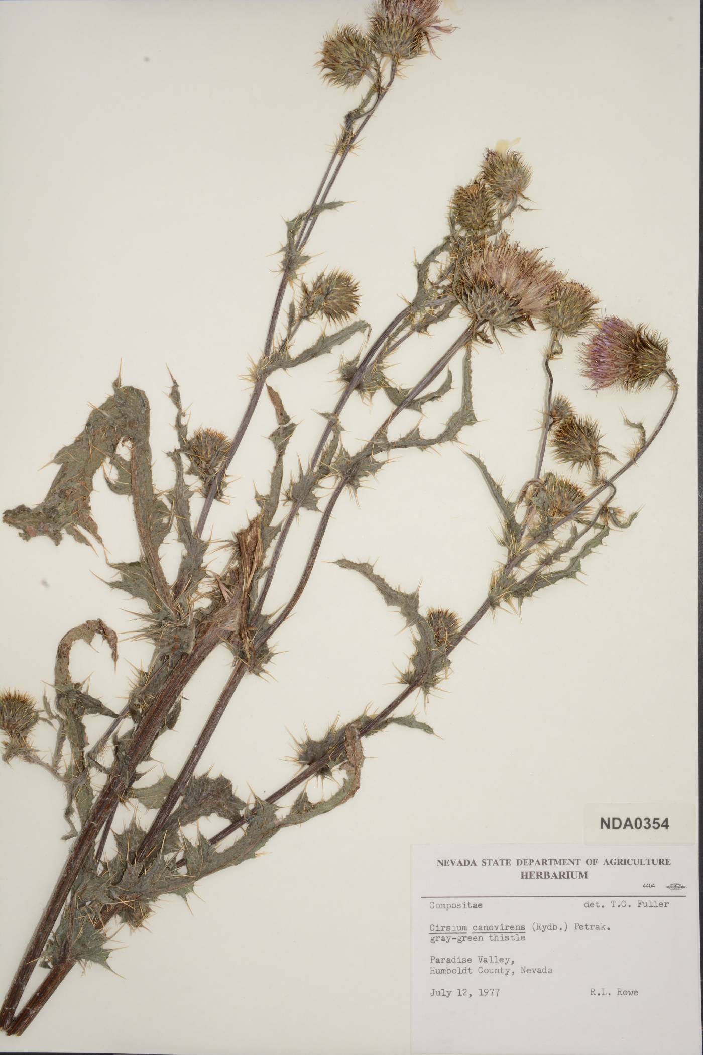 Cirsium canovirens image