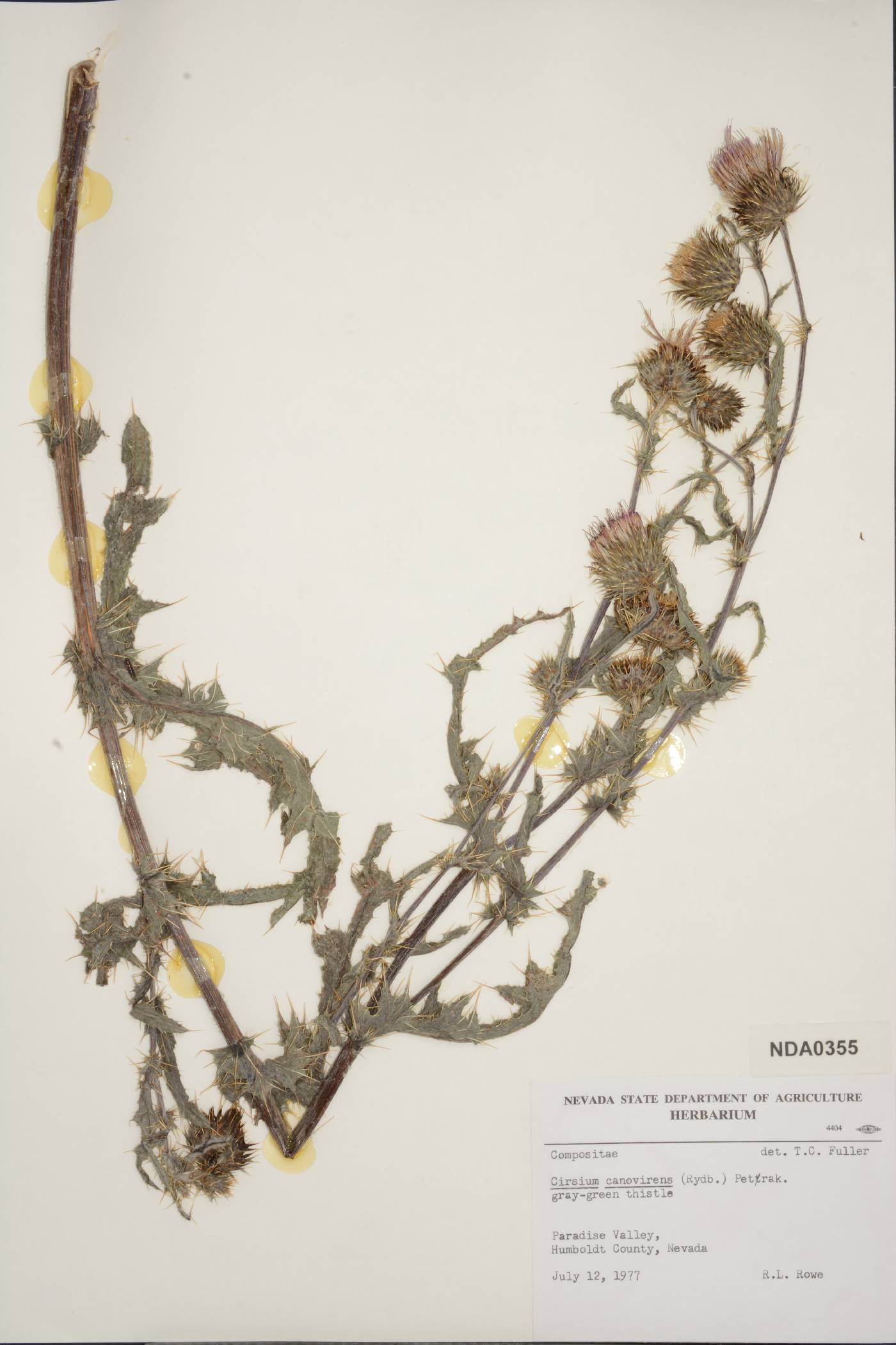 Cirsium canovirens image