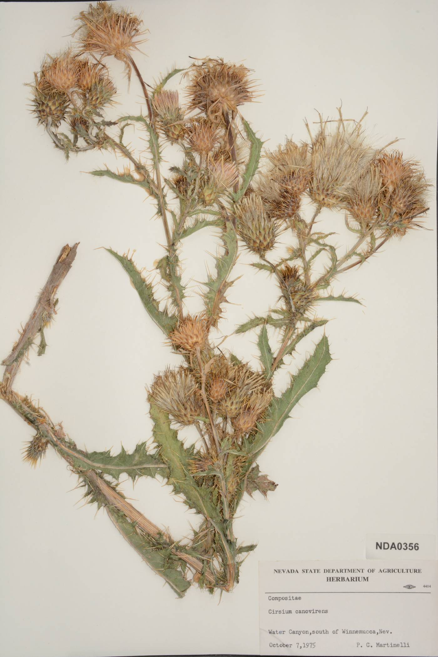 Cirsium canovirens image