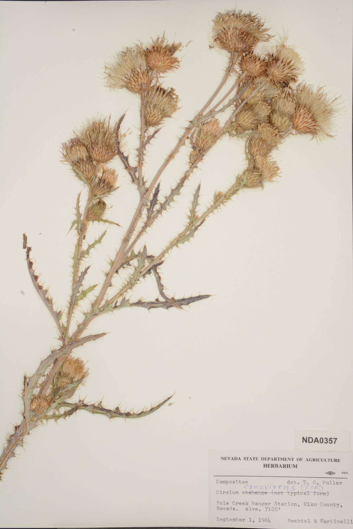 Cirsium canovirens image