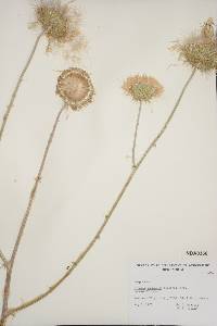 Cirsium mohavense image