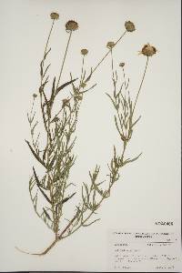 Helianthus ciliaris image