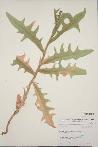 Lactuca tatarica var. pulchella image