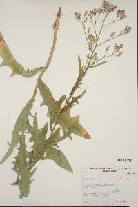 Lactuca tatarica var. pulchella image