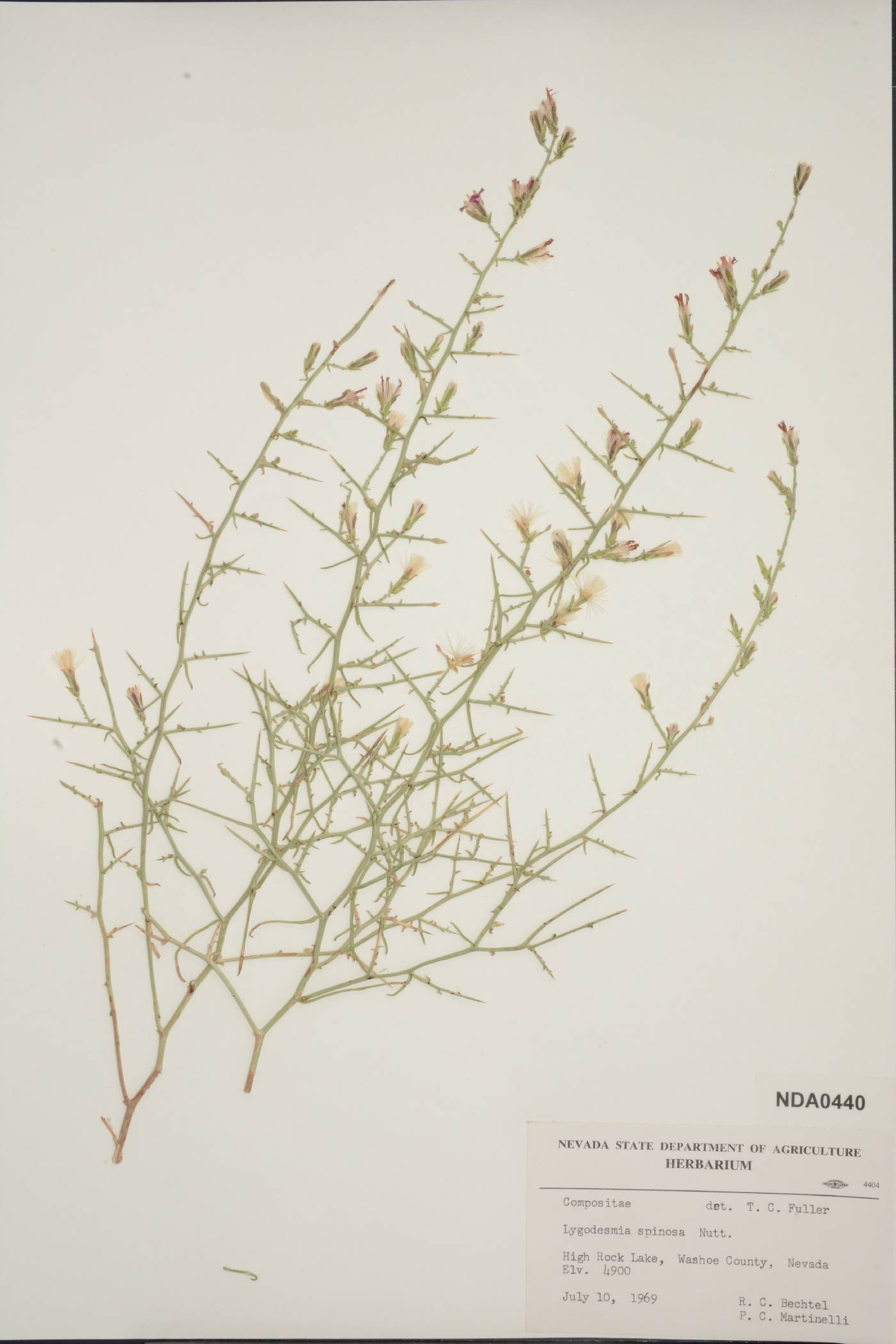 Stephanomeria spinosa image