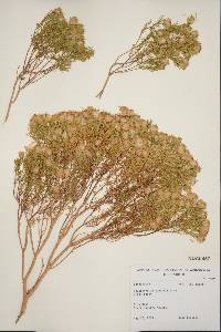 Peucephyllum schottii image