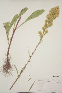 Solidago lepida var. salebrosa image